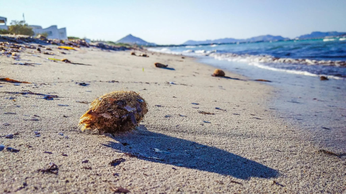 Renetas Project, Playa de Muro | Zafiro Hotels